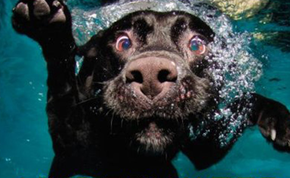 dogs playing fetch underwater